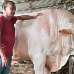 ৩৮ মণ ওজনের ‘সাদা পাহাড়’ প্রায় সাড়ে ৭ লাখ টাকায় বিক্রি, খামারির আক্ষেপ